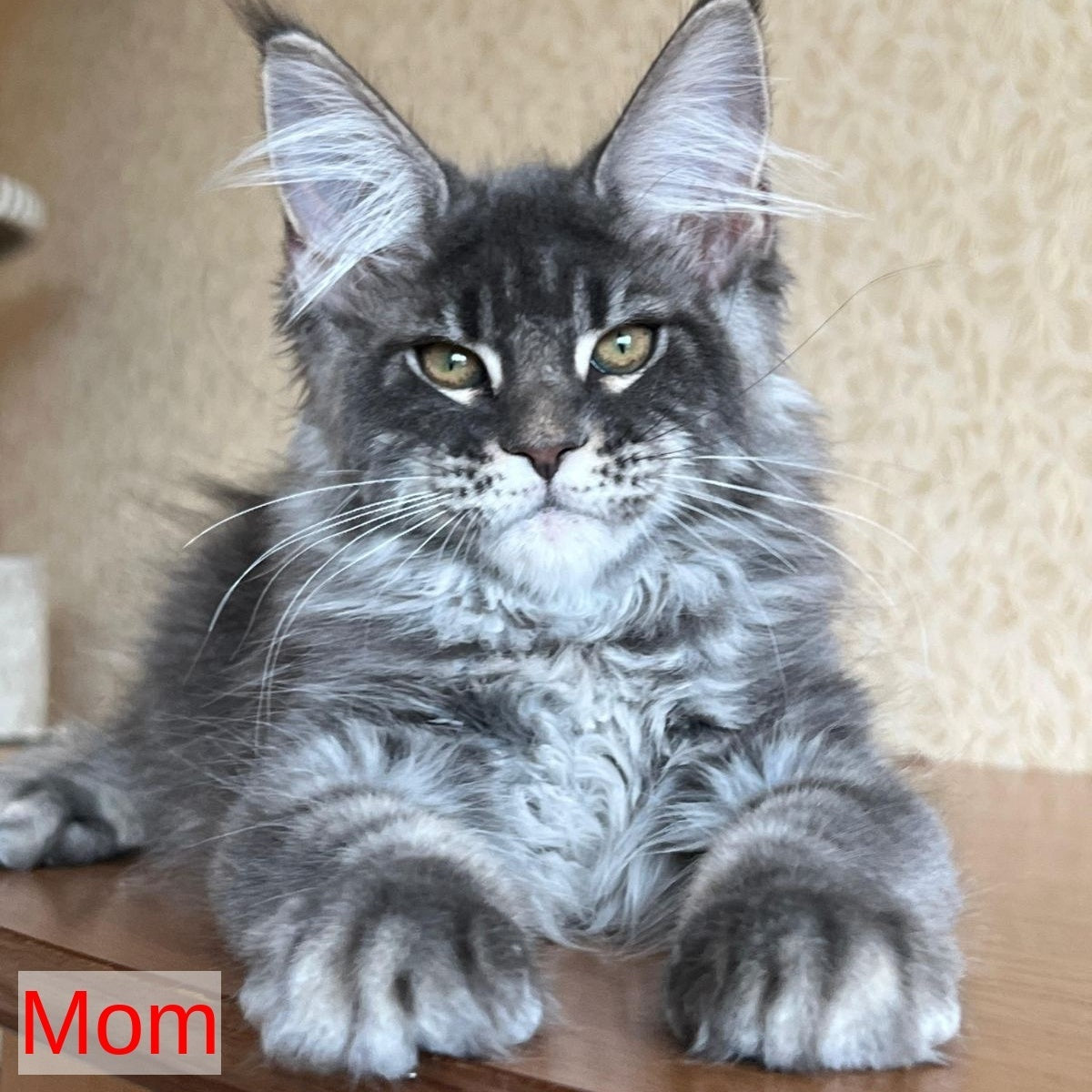 Atlantic Maine Coon female, black silver