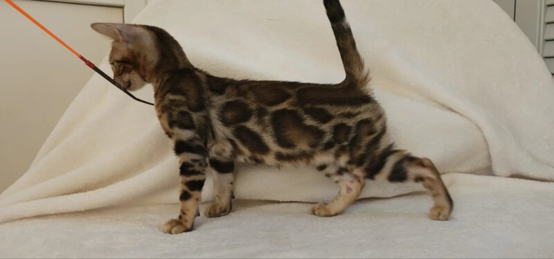 Тamerlan Bengal male black spotted tabby - live animals