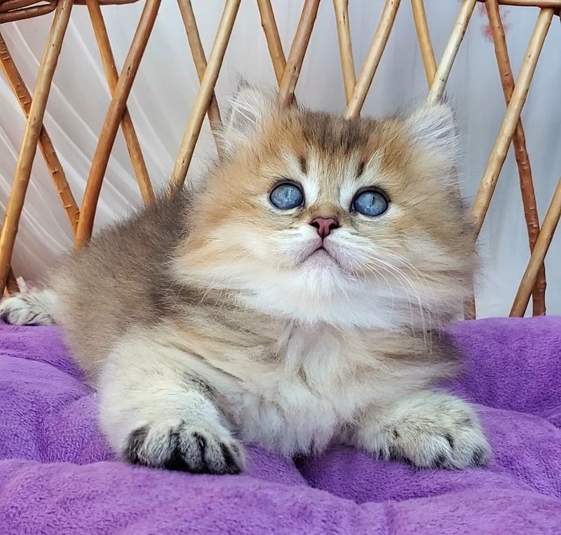Zeus British Longhair male black golden ticked tabby - live animals