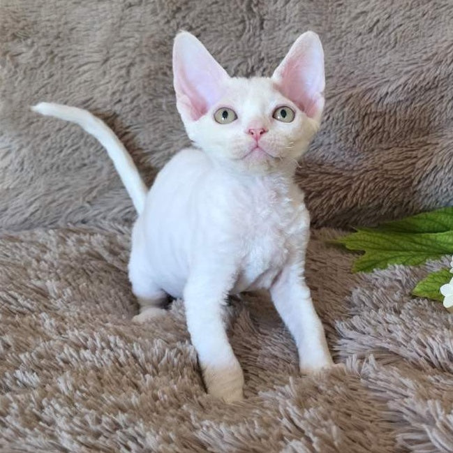 Waikiki Devon Rex female, white