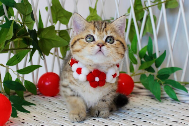 Freya Munchkin female, chocolate golden spotted tabby