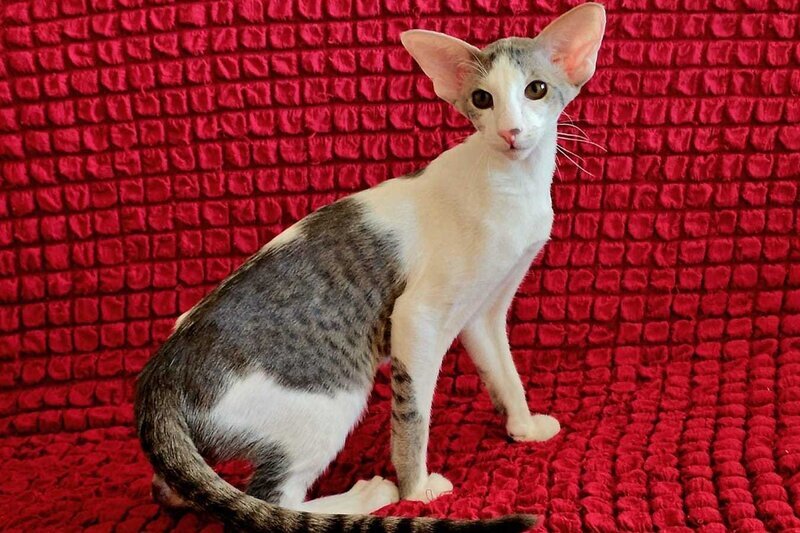 Romeo Oriental Shorthair male blue bicolour spotted tabby - live animals