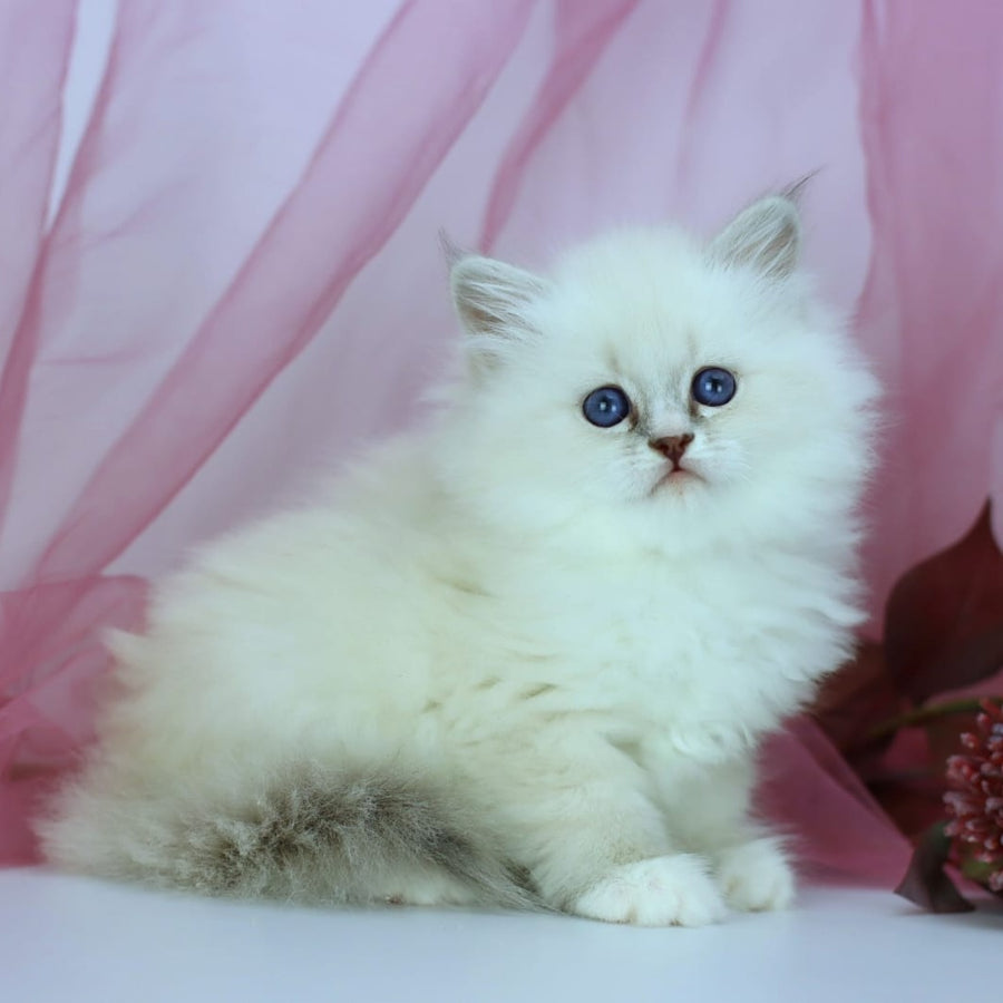 Havana Siberian female, blue with white tabby pointed