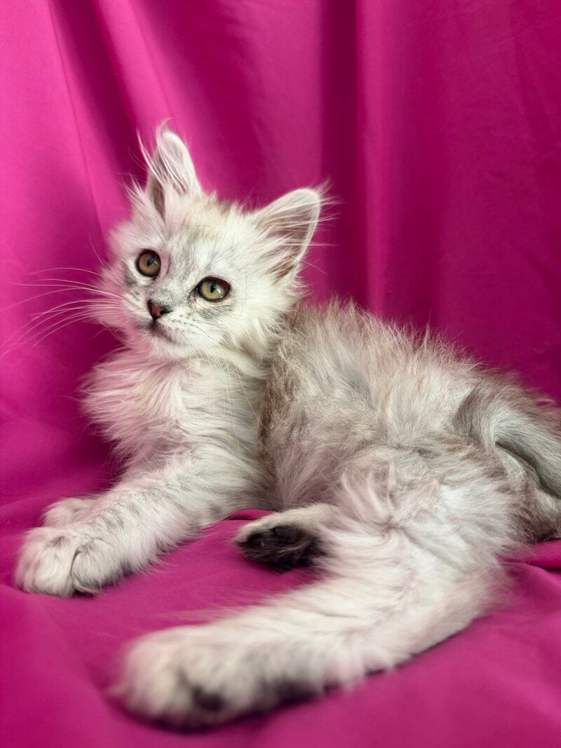 Xiolina Maine Coon female black silver shaded - live animals