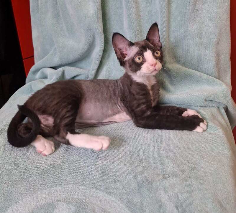 Eliza Devon Rex female black bicolour - live animals