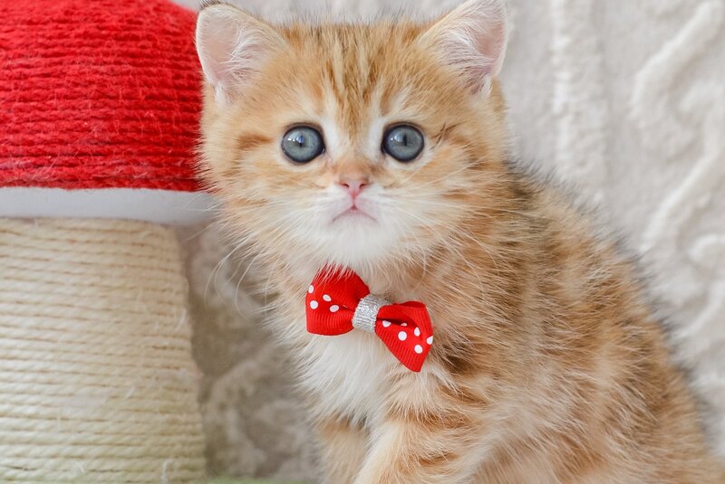 Harvey British Shorthair male, chocolate golden tabby