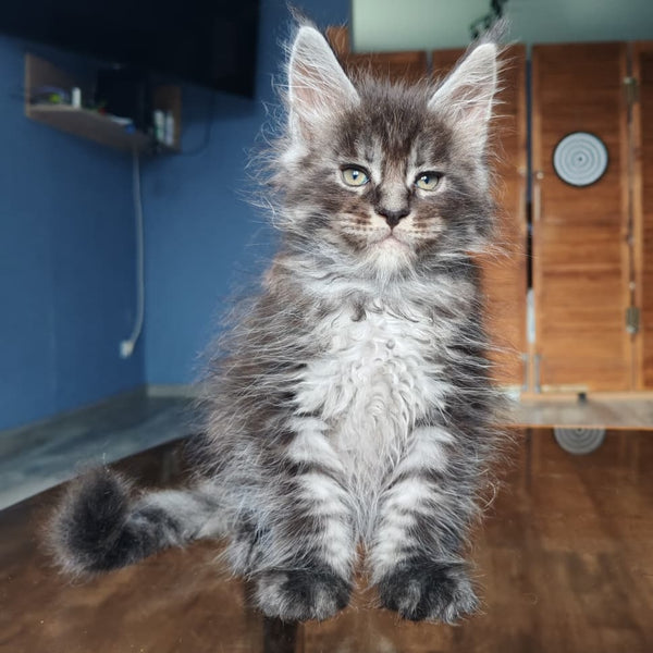 Ricardo Maine Coon male, black silver tabby