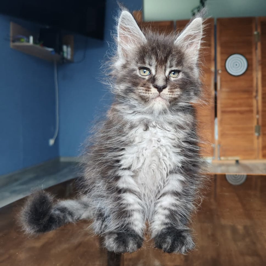 Ricardo Maine Coon male, black silver tabby
