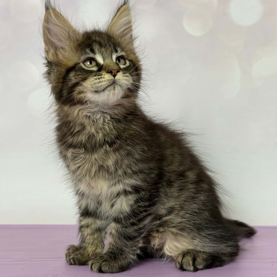 Fanta Maine Coon female, black spotted tabby
