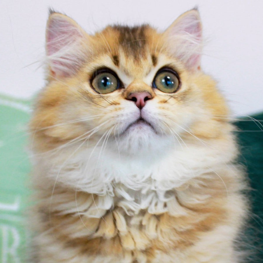 Oliver British Longhair male, black golden ticked tabby