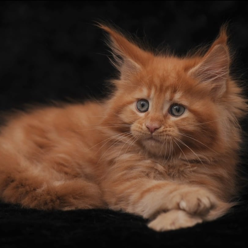 Sally Maine Coon female, red
