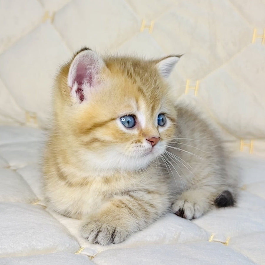 Grant British Shorthair male, chocolate golden spotted tabby