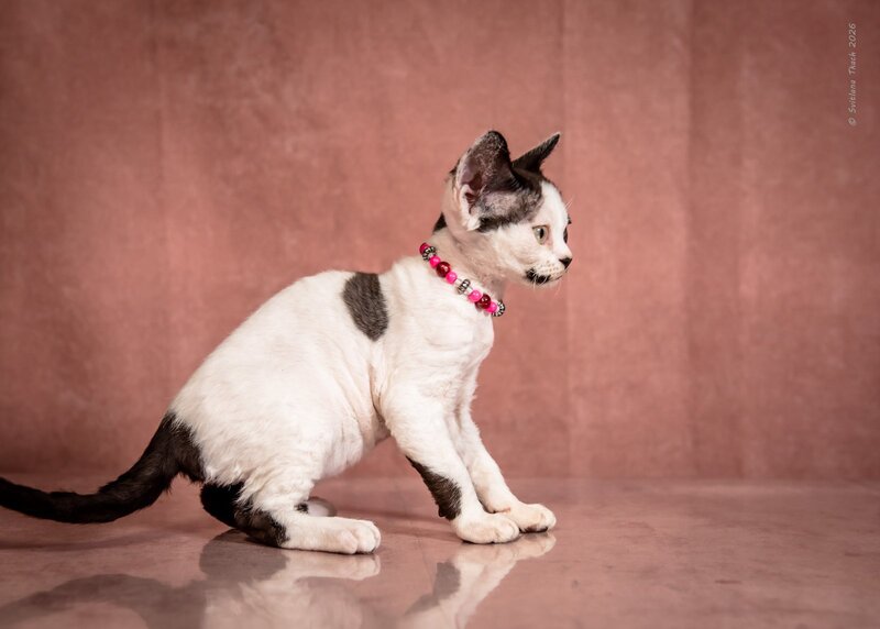 Lelya Devon Rex female, black harlequin