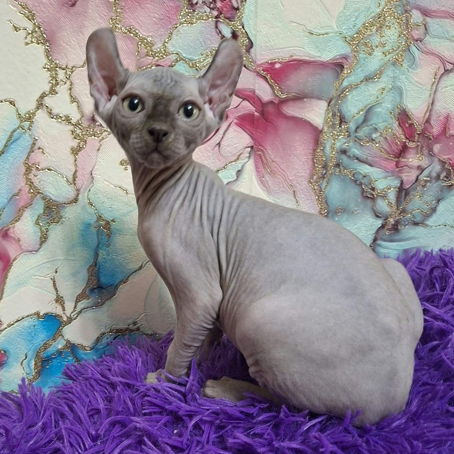Sahar Elf male, blue