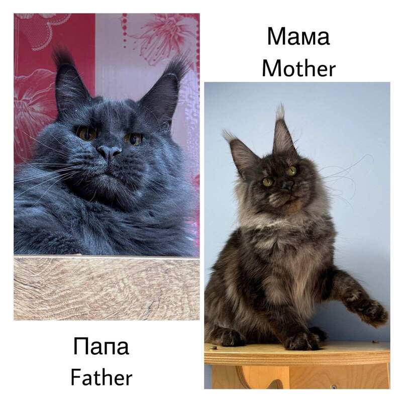 Azari Maine Coon female black silver with white - live animals