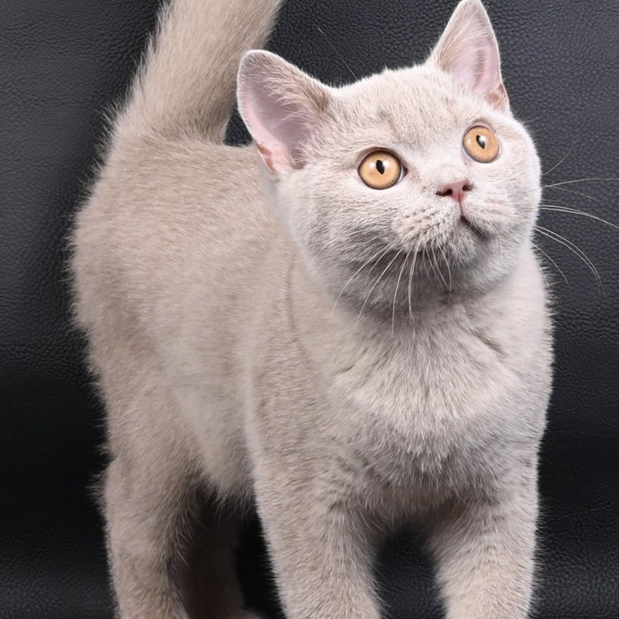 Nectar British Shorthair male, fawn