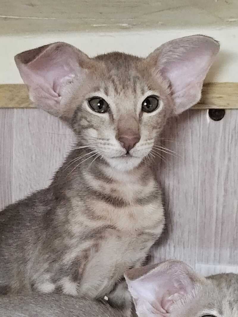 Х-File Oriental Shorthair male, lilac tabby