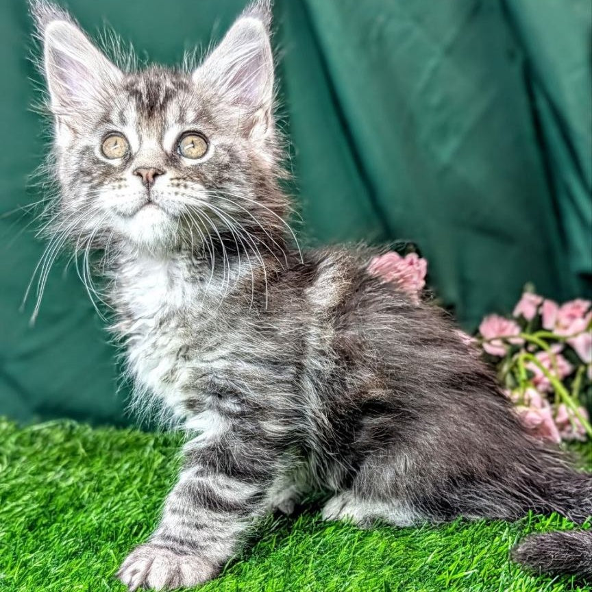 Ymir Maine Coon male, black silver tabby