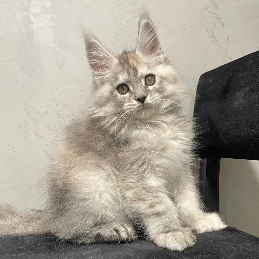 Tuffy Maine Coon polydactyl 5x6x6x6 female, black tortie silver