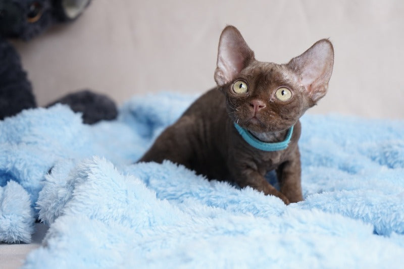 Makar Devon Rex male chocolate - live animals