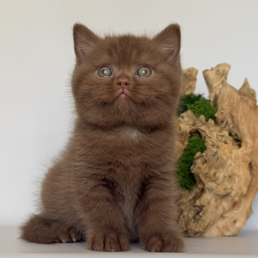 Gustav British Shorthair male, cinnamon
