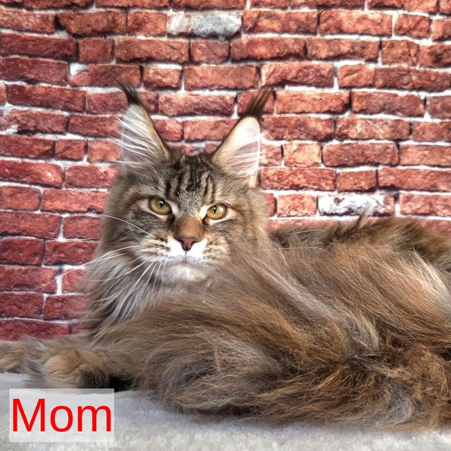 Ruslana Maine Coon polydactyl 6x6x6x6 female, black golden ticked tabby