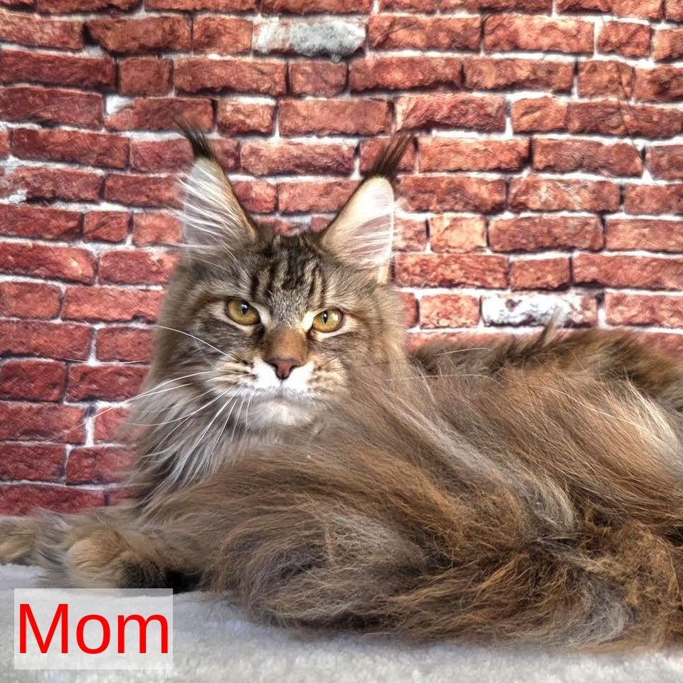 Radimir Maine Coon male, black ticked tabby