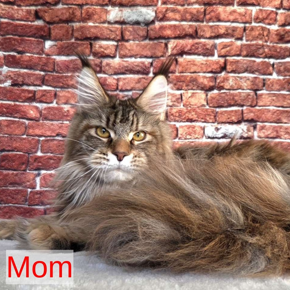Rostislav Maine Coon polydactyl 6x6x6x6 male, black tabby