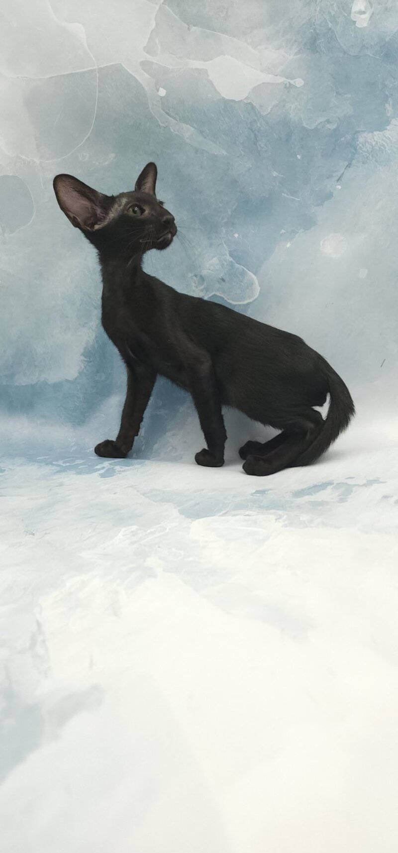Otto Oriental Shorthair male, black