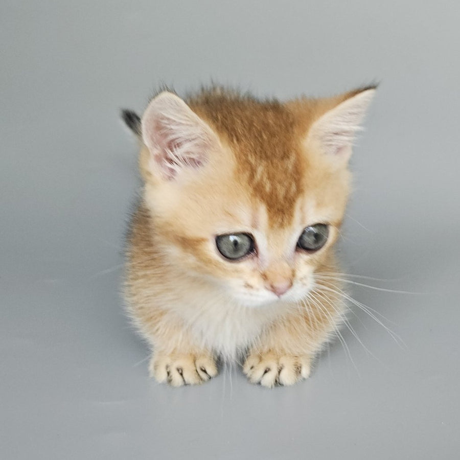 Bublik Munchkin male, black golden shaded