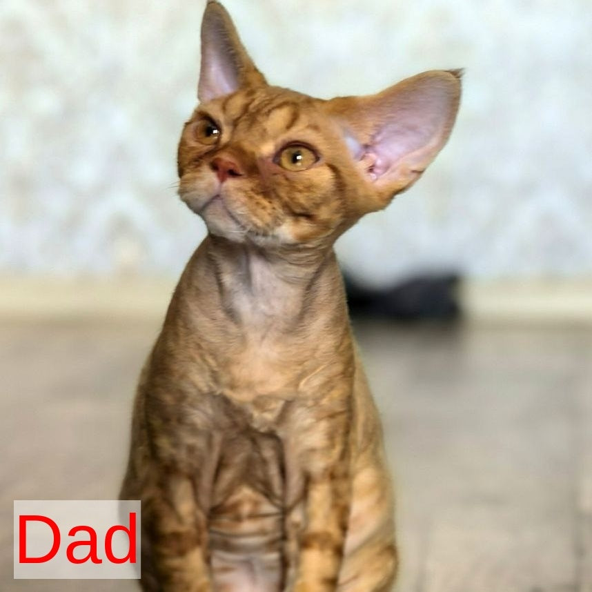 Arnij Devon Rex female, chocolate tortie
