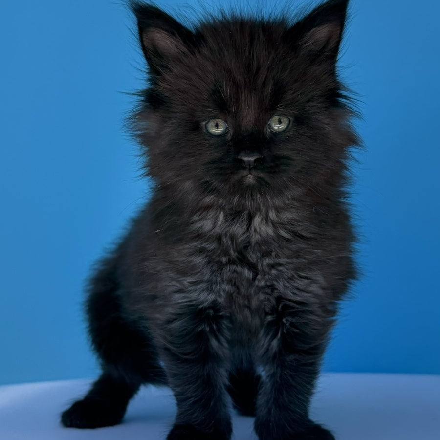 Ursa Maine Coon female, black silver