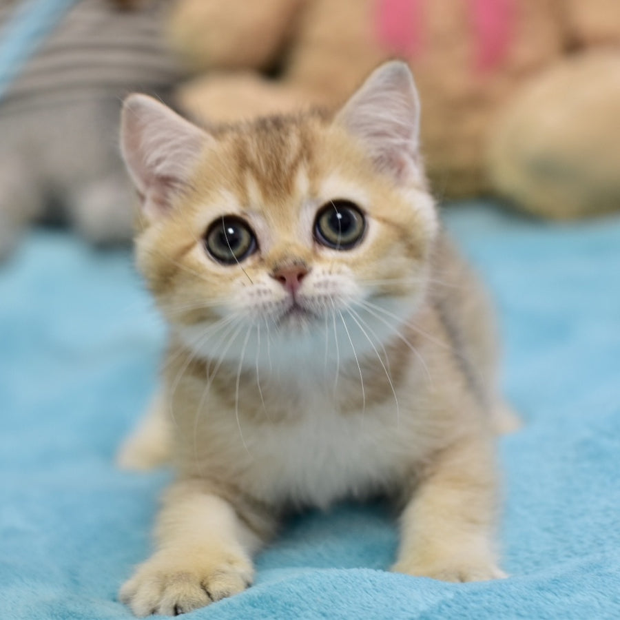 Finik British Shorthair female, black golden ticked tabby