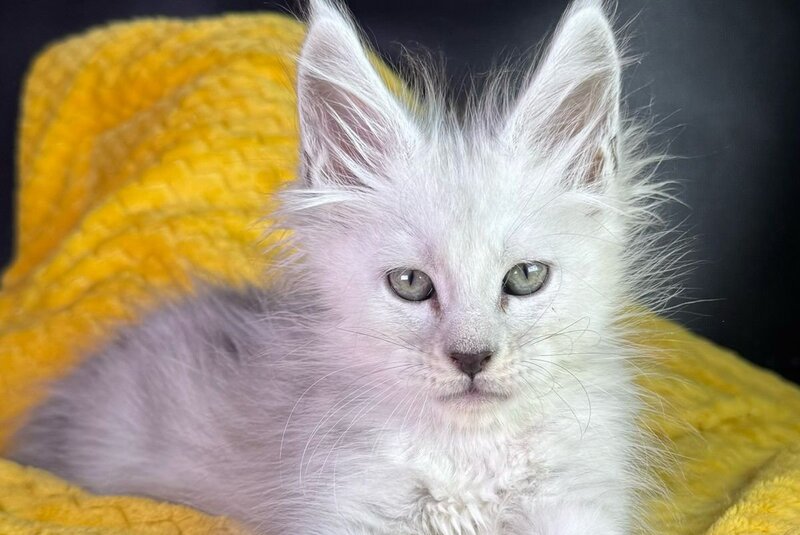 Adrian Maine Coon male black silver shaded - live animals