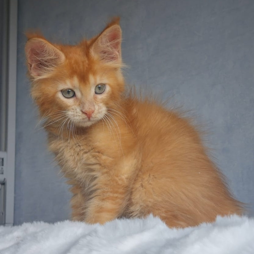 Princ Maine Coon male, red