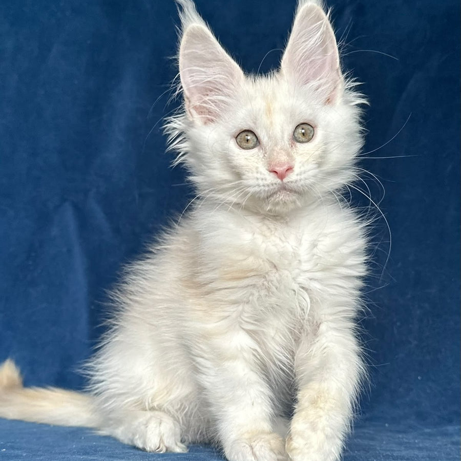 Nessi Maine Coon female, red silver shaded