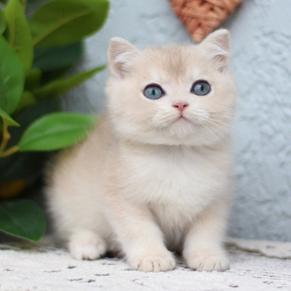 Chester British Shorthair male, blue golden shaded