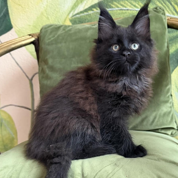 Caesar Maine Coon male, black with white