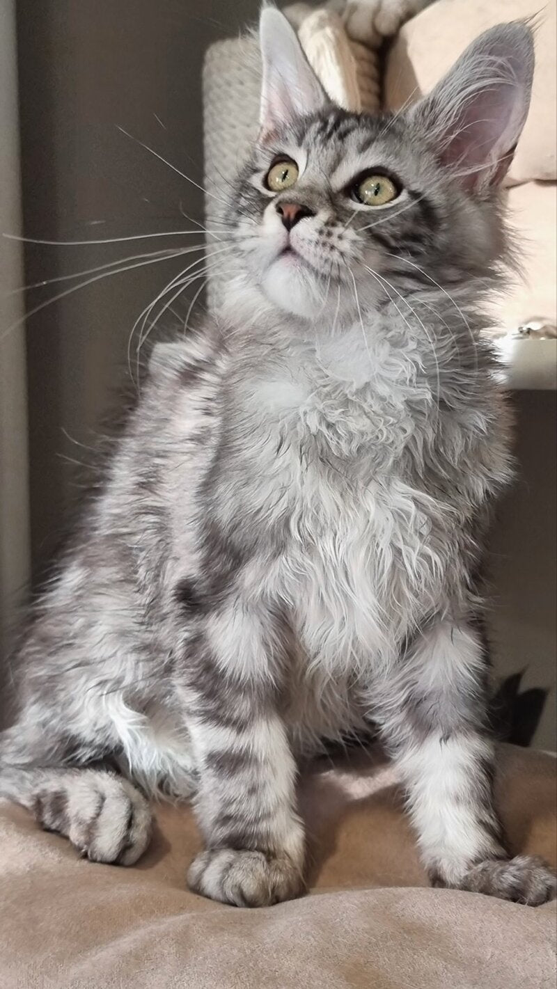 Clinta Maine Coon female black silver tabby - live animals