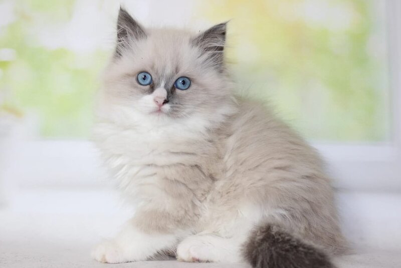 Nekole Siberian female blue pointed bicolour - live animals