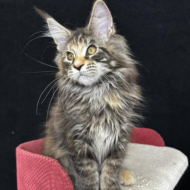 Carmen Maine Coon female, black tortie tabby
