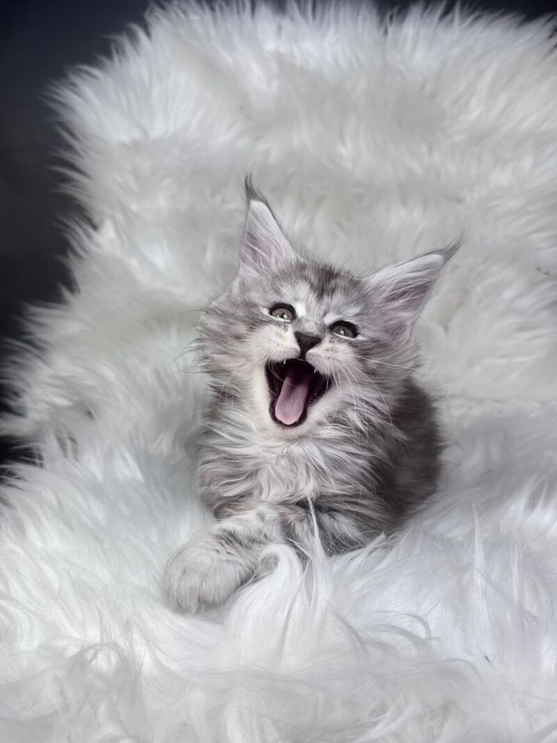 Conor Maine Coon male black silver tabby bicolour - live animals