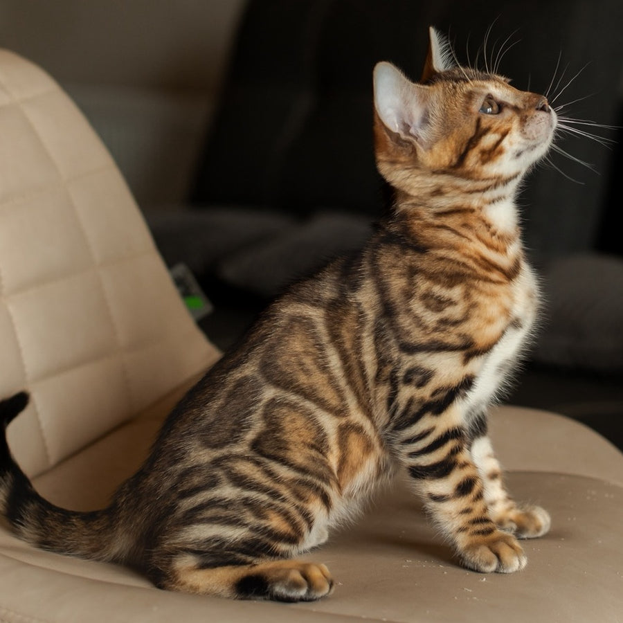 Marvel Bengal male, black spotted tabby