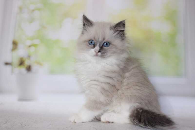 Nekole Siberian female blue pointed bicolour - live animals