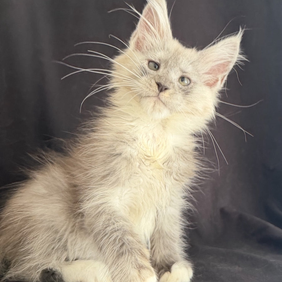 Afina Maine Coon female, black silver mitted