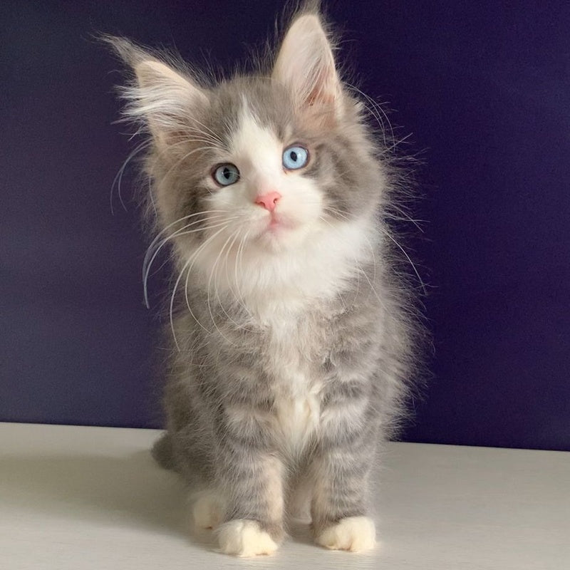Quinella Maine Coon female, blue bicolour tabby