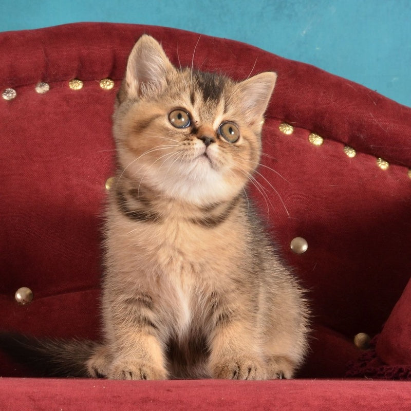 Iriska Scottish Straight female, black ticked tabby