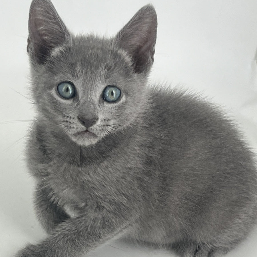 Aron Russian Blue male, blue