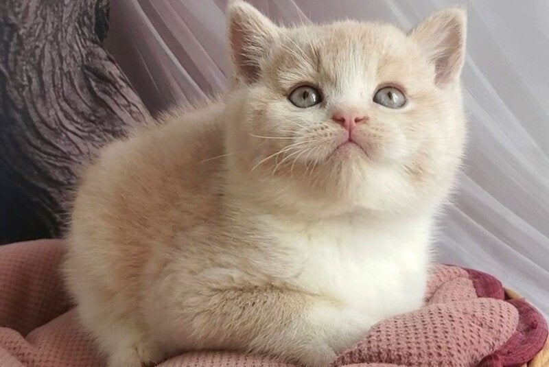 Uno British Shorthair male, cream bicolour