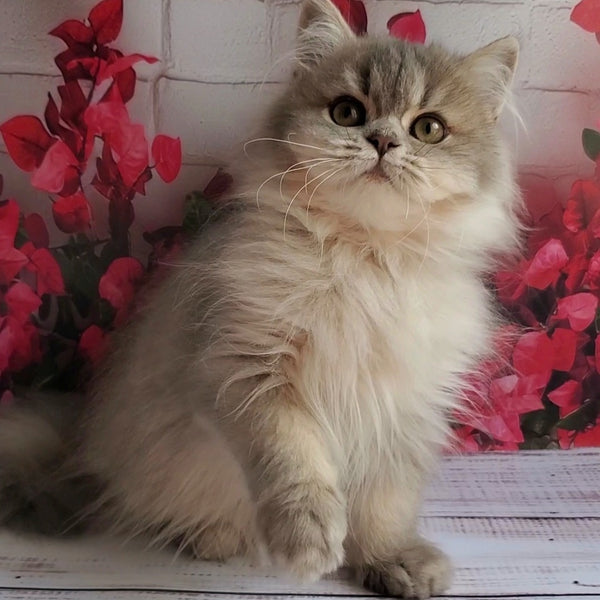 Cassie British Longhair female, blue golden ticked tabby